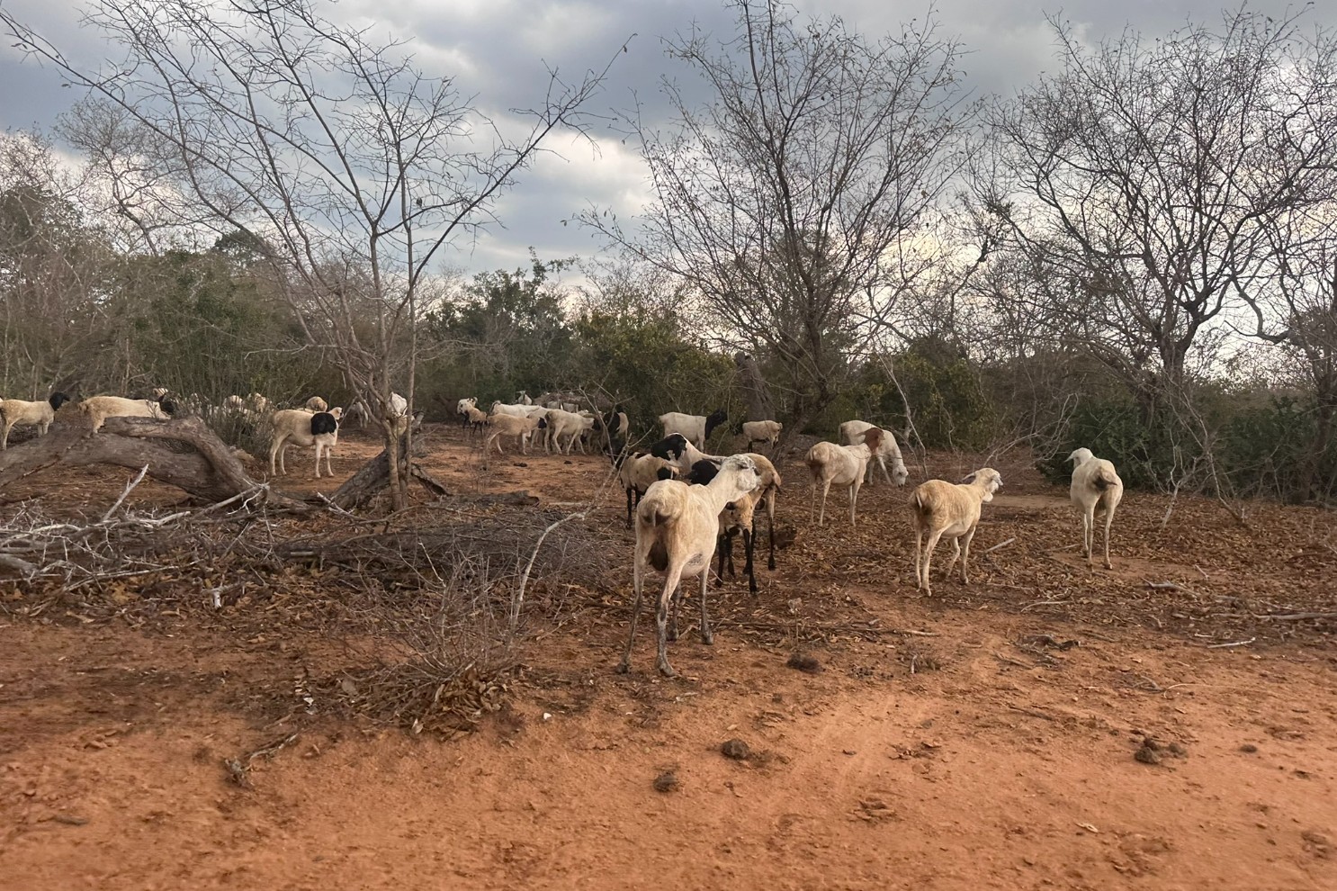 Screenshot 2026-03-11 204359 Sheep Boran